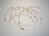 luttwak-root-of-soybean-with-nodules-2015-1